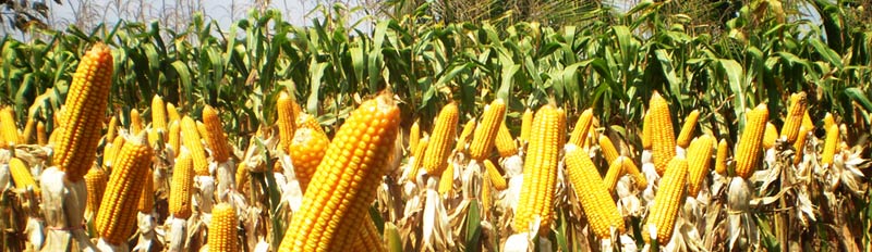 in a hybrid corn research project 250 seeds