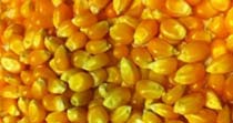 Animal Consumption Maize Seeds