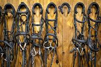 horse tack