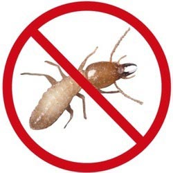 Termite Pest Control Service