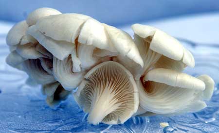 Fresh Oyster Mushrooms-02