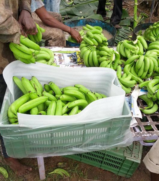 Common banana, Color : Green