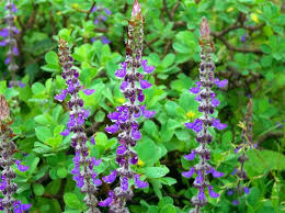 Coleus Forskohlii