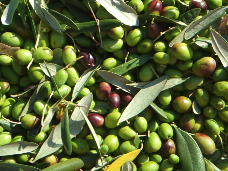 Olives Fruits Manufacturer in Accra Ghana by Allied Fruits Supply ID