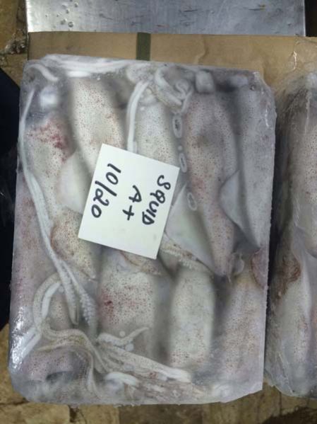 Frozen Indian Mackerel Whole and Loligo Squid Whole