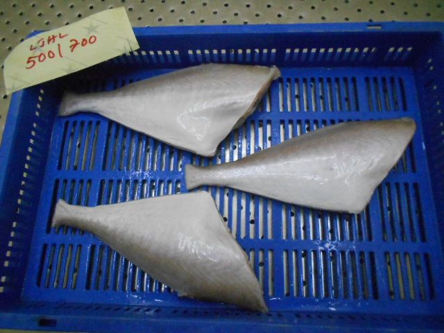 Frozen Leather Jacket Fish