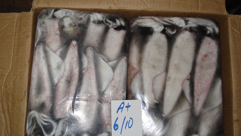 Frozen Loligo Squid Fish