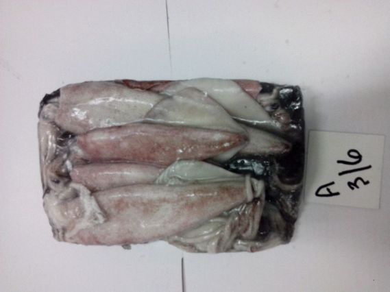 Frozen Whole Loligo Squid Fish