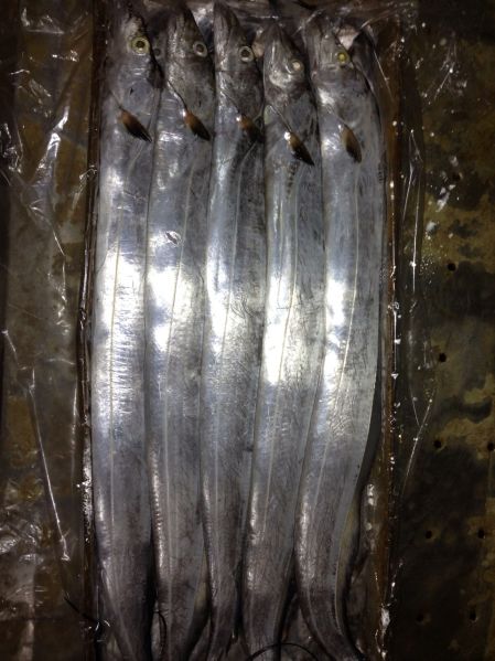 Frozen Whole Ribbon Fish