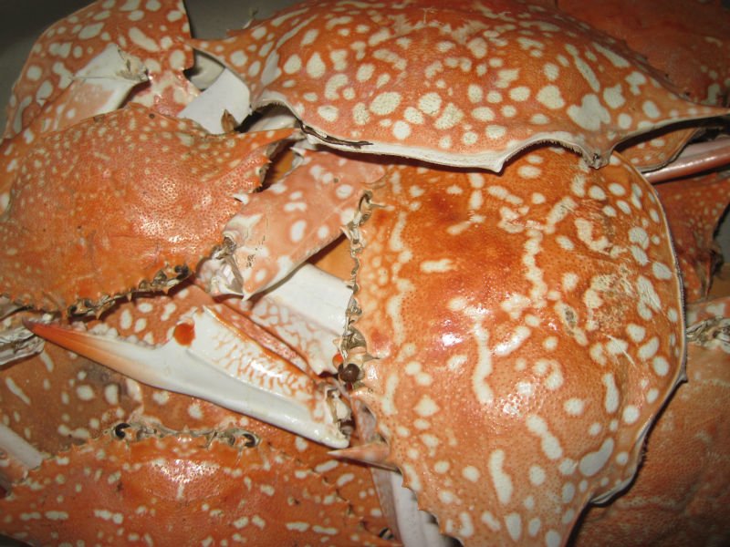 Crab Shell, Shrimp Shell
