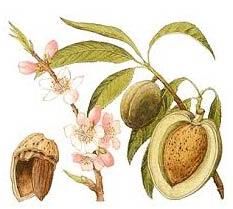 Almond Kernels