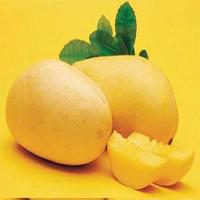 mango fruit extract