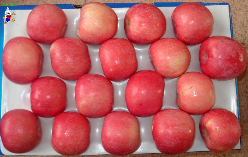 Fresh Fuji Apple Buy Fresh Fuji Apple for best price at USD 10 / 14