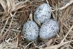 Parrot Eggs
