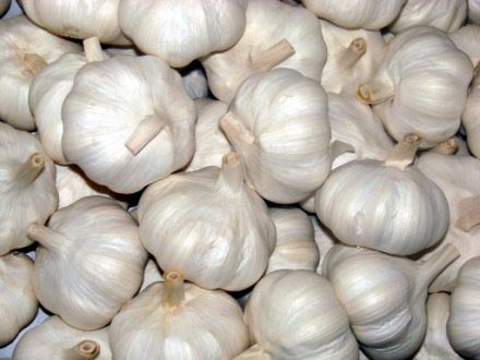 Fresh garlic