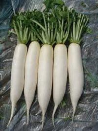 Fresh Radish