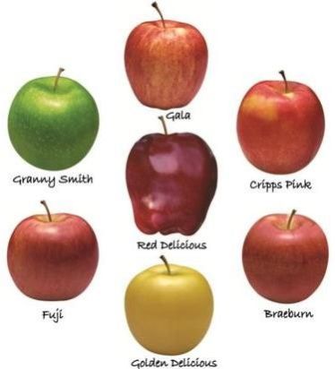 Fresh Golden Delicious Apples