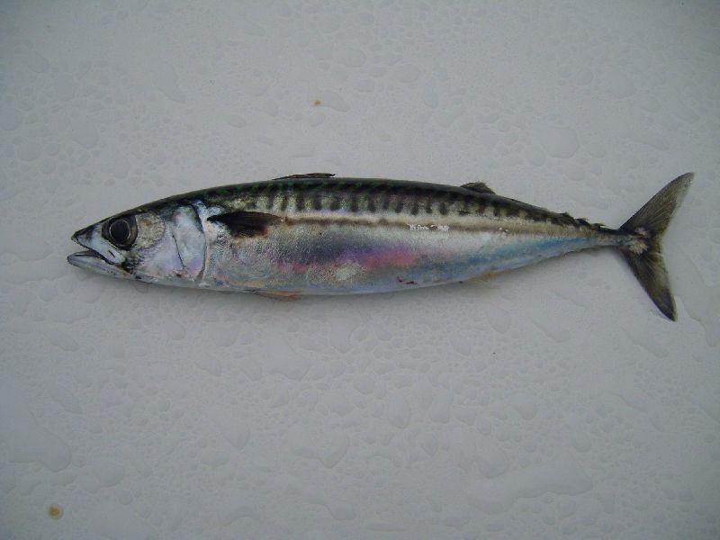 Mackerel Fish Buy Mackerel Fish For Best Price At USD 300 / Ton ( Approx )