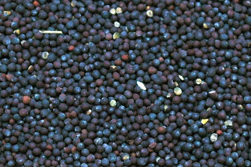 Mustard Seeds