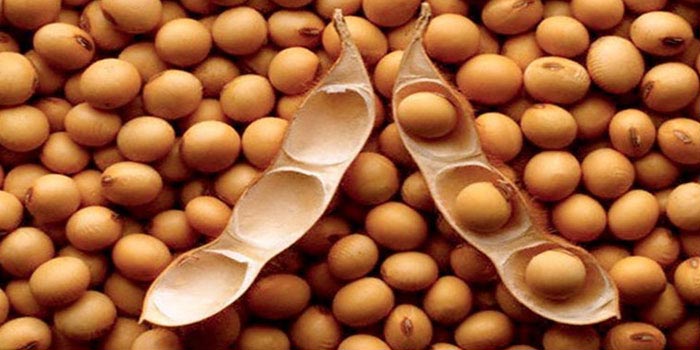 soybean seeds