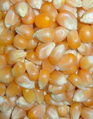 Maize (corn)
