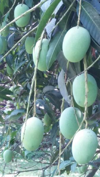 Langda Mangoes