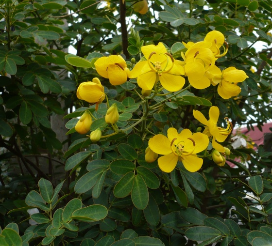 Cassia Auriculata Flower