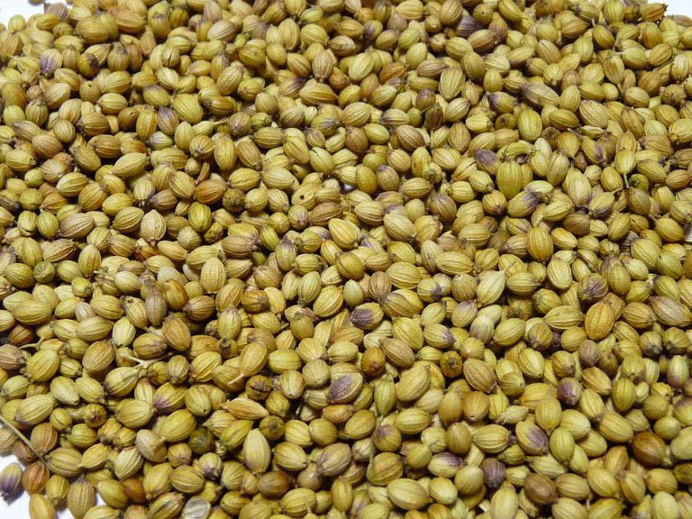 Coriander Seed (Parrot Quality)