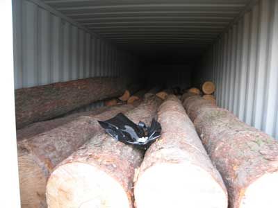 Doussie Wood Logs