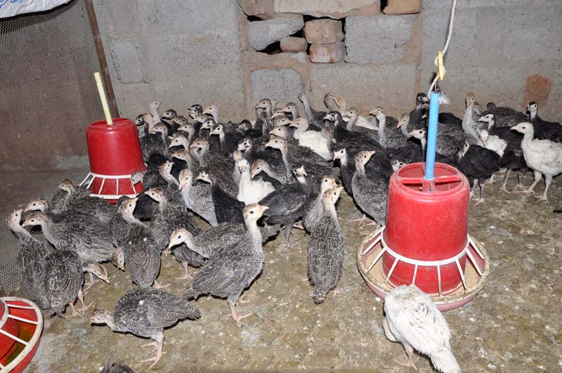 Turkey Bird Buy Turkey Bird in THENI Tamil Nadu India from Vrm Groups