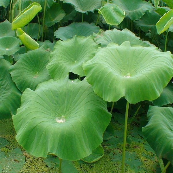Lotus Leaf Extract
