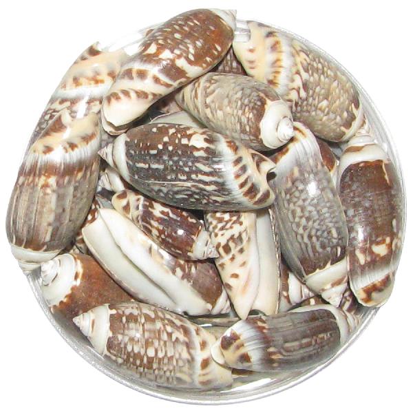 100 Grams White Sea Shells