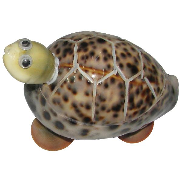 Feng Shui Vasthu Kurma Sea Shells Tortoise - A1033