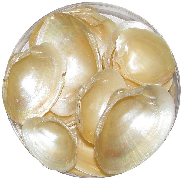 Gilver Colour Natural Sea Shells 100 Grams - A1098