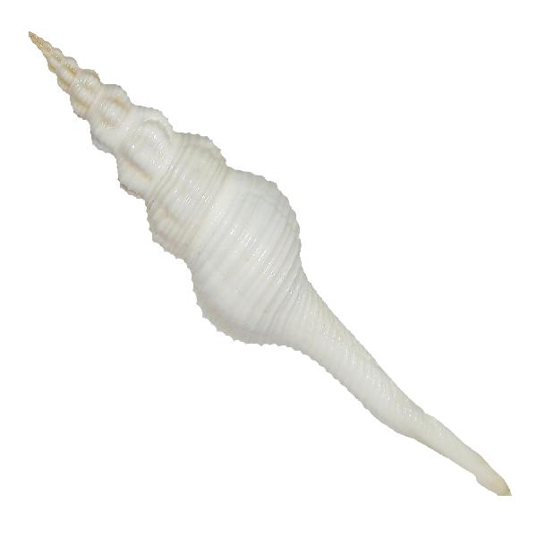 Long Gadha Shankh Natural Sea Shell - A1976