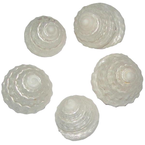 Mahameru Chakra Sea Shell (5 Pieces) - A1975