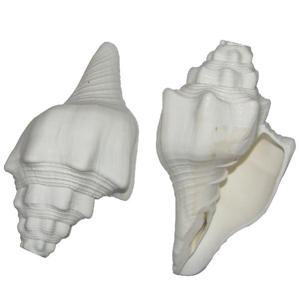 Natural 4 Step Blowing Shankh Bajanewala Shankh 5-6 Inches