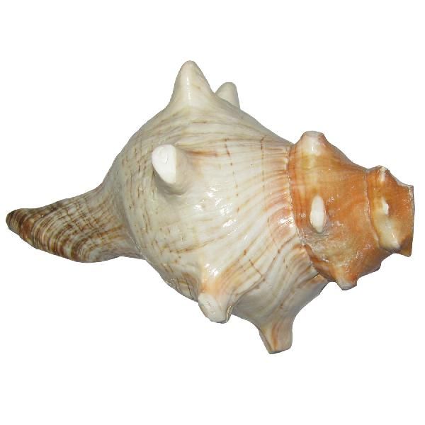 Natural Finger Blowing Shankh Bajanewala Shankh - A1035