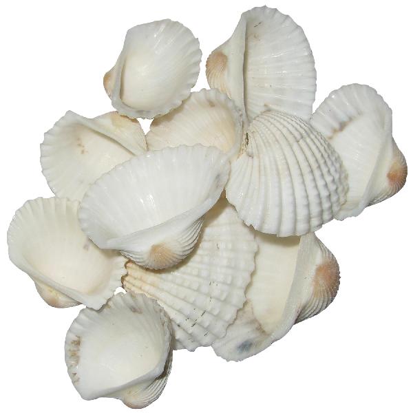 Natural Sea Shell Kadal Chippi