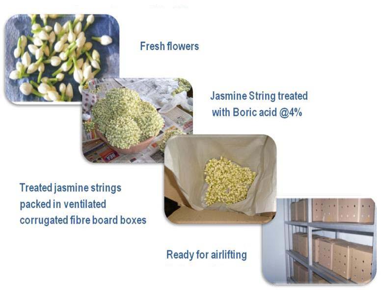 Jasmine flower exports, Grade : first