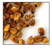 Corn Nibs