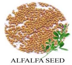 Alfalfa Seeds