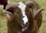 balwen sheep