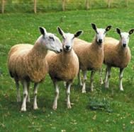 Bluefaced Leicester sheep