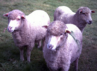 Bowmont sheep