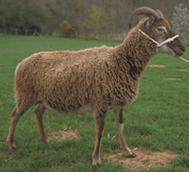 Castlemilk Moorit sheep