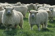 Cornwall Longwool sheep