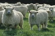 Cornwall Longwool Sheep