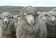 Falkland Island Wool