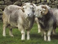 Herdwick Sheep